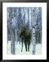 Elk (Aka Moose), Alces Alces Female Among Birches In Snow, Norway by Mark Hamblin Limited Edition Print