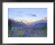 Lupine And The Main Divide, Arthur's Pass, South Island, New Zealand by Rob Tilley Limited Edition Print