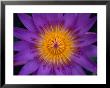 Purple And Yellow Flower, Malaysia by Anders Blomqvist Limited Edition Print