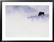 Buffalo Grazing In Winter by Bobby Model Limited Edition Print