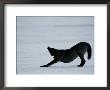 Black-Colored Gray Wolf Stretching by Joel Sartore Limited Edition Print