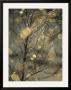 The Frozen Branches Of A Small Birch Tree Sparkle In The Sunlight, Waynesboro, Pennsylvania by Raymond Gehman Limited Edition Print