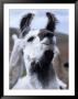 Portrait Of A Llama, Estancia Rio Penitente, Near Punta Arenas, Patagonia, Punta Arenas, Chile by Holger Leue Limited Edition Print