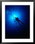 Diver In Persian Gulf, United Arab Emirates by Chris Mellor Limited Edition Print