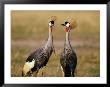 Two Crowned Cranes Engaging In A Courtship Ritual by Beverly Joubert Limited Edition Pricing Art Print