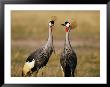 Two Crowned Cranes Engaging In A Courtship Ritual by Beverly Joubert Limited Edition Print