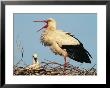 Stork Vocalizing In Nest With Young by Norbert Rosing Limited Edition Print