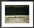Lummi Indians Paddle A Large Canoe by Lowell Georgia Limited Edition Print