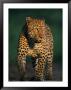 Portrait Of A Five-Year-Old Leopard by Kim Wolhuter Limited Edition Pricing Art Print