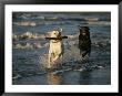 A Chocolate Labrador Retriever Chases After A Stick-Carrying Yellow Labrador Retriver by Roy Toft Limited Edition Pricing Art Print