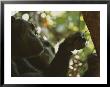 Chimp Fishing For Ants In A Tree Using A Twig by Michael Nichols Limited Edition Print