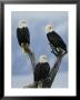 A Trio Of American Bald Eagles Perched In An Old Tree Snag by Klaus Nigge Limited Edition Print