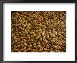 Boiled Peanuts by Stephen St. John Limited Edition Print