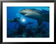 A Team Of Of Divers Photograph A Caribbean Reef Shark by Brian J. Skerry Limited Edition Pricing Art Print