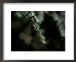 Close-Up Of Pine Needles Covered In Dew by James P. Blair Limited Edition Print