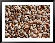 A Sea Of Conch Shells Covers The Beach On Margarita Island by Wolcott Henry Limited Edition Print