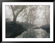 A View Of A Stream In The Ndumu Game Reserve by Chris Johns Limited Edition Print