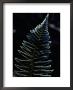 Close-Up Of A Fern Leaf Covered With Frost by Ted Spiegel Limited Edition Pricing Art Print