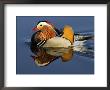 Mandarin Duck Swimming by Russell Burden Limited Edition Print