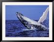 Humpback Whale Breaching, Dominican Republic, Caribbean by Amos Nachoum Limited Edition Print