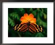 Large Tiger Butterfly (Lycorea Cleobaea) Resting On A Flower, Costa Rica by Mark Newman Limited Edition Pricing Art Print