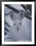 Snowshoe Hare With Big Ears by Michael S. Quinton Limited Edition Print