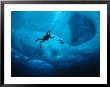Diver Tethered Against Currents Inspects Multi-Year Ice Floe by Paul Nicklen Limited Edition Print