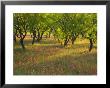 Indian Paint Brush And Young Trees, Devine Area, Texas, Usa by Darrell Gulin Limited Edition Print