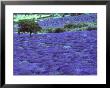 Lavender Field And Almond Tree, Provance, France by David Barnes Limited Edition Print