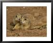 Close View Of A Pair Of Prairie Dogs by Annie Griffiths Belt Limited Edition Pricing Art Print