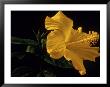 Hibiscus by Bill Whelan Limited Edition Print