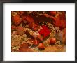 Fallen Leaves And Acorn Seeds by Steven Emery Limited Edition Print