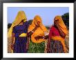 Women On A Farm In Jaipur, Jaipur, India by Michael Coyne Limited Edition Print