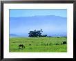 Horses Grazing Beneath The Towering Mauna Kea On Pastoral Parker Ranch At Waimea, Hawaii, Usa by Ann Cecil Limited Edition Print
