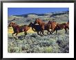 Horses Running Through Field, Seneca, Or by Inga Spence Limited Edition Print