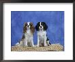 Dogs, Two Cavalier King Charles Spaniels On Basket by Petra Wegner Limited Edition Pricing Art Print