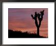 Sunset At Lee Flat With Joshua Tree, Death Valley National Park, California, Usa by Jamie & Judy Wild Limited Edition Print