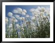 Plant Pods Blowing In The Wind, Yukon Territory by Michael Melford Limited Edition Print