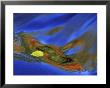 Birch Leaf In River Current With Autumn And Sky Reflections, Upper Peninsula, Michigan, Usa by Mark Carlson Limited Edition Print