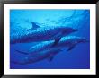 Spotted Dolphins, Bahamas, Caribbean by Michele Westmorland Limited Edition Print