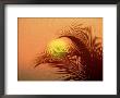 Palm Tree And Sunset by Jerry Koontz Limited Edition Print
