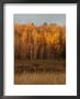 Autumn Colors At Lake Of The Woods, Ontario, Canada by Keith Levit Limited Edition Print