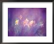 Abstract Of Daffodils, Shamper's Bluff, New Brunswick, Canada by Charles R. Needle Limited Edition Print