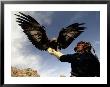 Takhuu Raising His Eagle, Golden Eagle Festival, Mongolia by Amos Nachoum Limited Edition Pricing Art Print