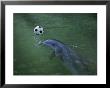 A Bottlenose Dolphin Approaches A Soccer Ball by Jodi Cobb Limited Edition Print