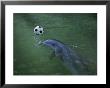 A Bottlenose Dolphin Approaches A Soccer Ball by Jodi Cobb Limited Edition Pricing Art Print