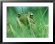 Frog In Grass, Wheaton, Md by Jeff Greenberg Limited Edition Print