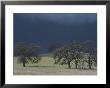 A Brooding Sky Looms Over Oak Trees And Pastures by Gordon Wiltsie Limited Edition Print