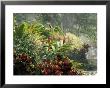 Woman At Tabacon Hot Springs Near Arenal Volcano, Costa Rica by Stuart Westmoreland Limited Edition Print