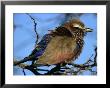 Purple Roller (Coracias Naevia), South Africa by Carol Polich Limited Edition Print